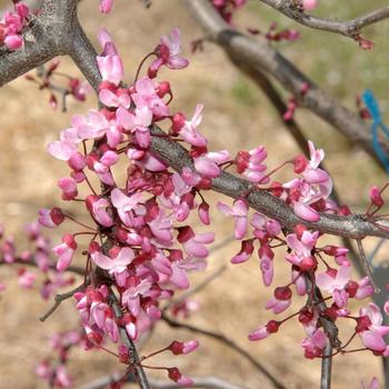 Cercis canadensis - 'Ruby Falls' Weeping Redbud Cercis canadensis - 'Ruby Falls' Weeping Redbud