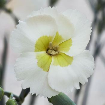 Dianthus allwoodii - American Pie&reg; 'Key Lime Pie'