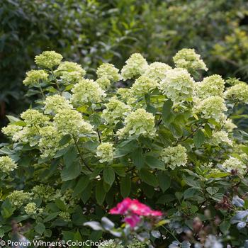 Hydrangea paniculata - 'Little Lime®' Panicle Hydrangea Hydrangea paniculata - 'Little Lime®' Panicle Hydrangea