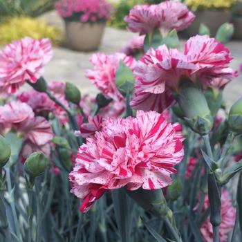 Dianthus (Border Carnation) - Devon Cottage&trade; 'Pinball Wizard'
