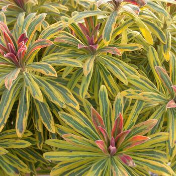 Euphorbia x martinii (Spurge) - Sahara&trade; 'Ascot Rainbow'