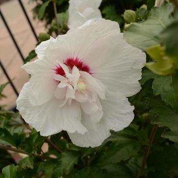 Hibiscus syriacus (Rose of Sharon) - First Editions® 'Bali™'