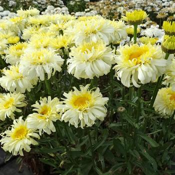 Leucanthemum x superbum (Shasta Daisy) - Realflor&reg; MC 'Real Charmer'
