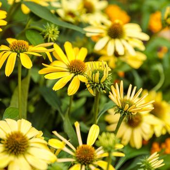 Echinacea 'Yellow My Darling' PPAF, Can PBRAF (Coneflower) - Color Coded™ Yellow My Darling