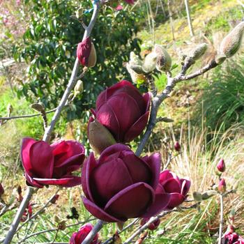 Magnolia - 'Genie' Magnolia - 'Genie'