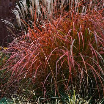 Miscanthus sinensis (Maiden Grass) - Mystal&trade; 'Fire Dragon'