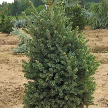 Picea glauca - 'Blue Teardrop' Dwarf White Spruce