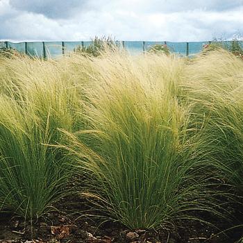 Stipa tenuissima (Feather Grass) - ColorGrass&reg; 'Pony Tails'