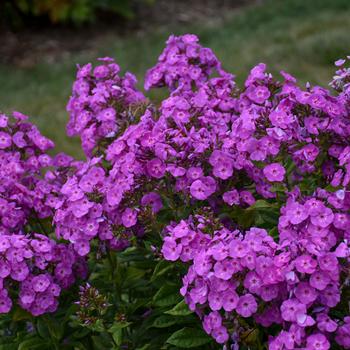 Phlox paniculata (Tall Garden Phlox) - Garden Girls&trade; 'Cover Girl'