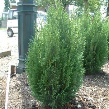 Cupressocyparis leylandii - 'Shorty' Leyland cypress