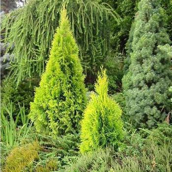 Thuja occidentalis (Arborvitae) - Highlights™ 'Janed Gold'