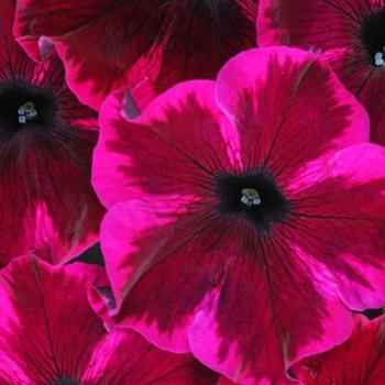 Petunia - Crazytunia&reg; 'Cosmic Purple'