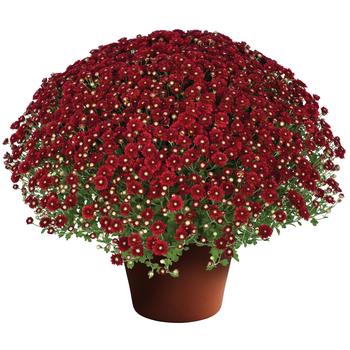 Chrysanthemum x morifolium ''Aideen™ Red Fire'' (Garden Mum) - Aideen™ Red Fire Garden Mum