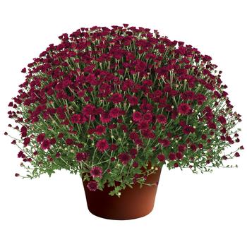 Chrysanthemum x morifolium ''Arlette™ Purple'' (Garden Mum) - Arlette™ Purple Garden Mum