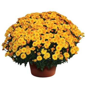 Chrysanthemum x morifolium ''Cheryl™ Golden'' (Garden Mums) - Cheryl™ Golden Garden Mums Chrysanthemum x morifolium ''Cheryl™ Golden'' (Garden Mums) - Cheryl™ Golden Garden Mums