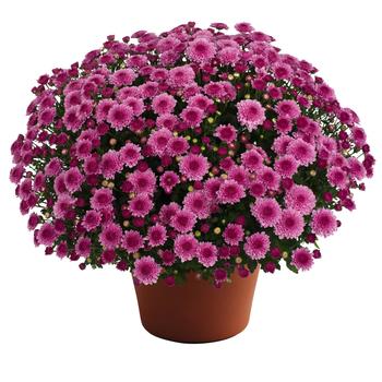 Chrysanthemum x morifolium ''Cheryl™ Pink Improved'' (Garden Mums) - Cheryl™ Pink Improved Garden Mums