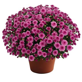 Chrysanthemum x morifolium ''Cheryl™ Pink Improved'' (Garden Mums) - Cheryl™ Pink Improved Garden Mums Chrysanthemum x morifolium ''Cheryl™ Pink Improved'' (Garden Mums) - Cheryl™ Pink Improved Garden Mums