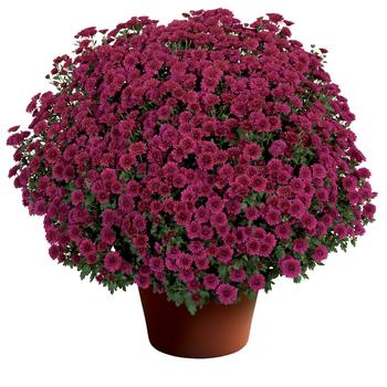 Chrysanthemum x morifolium - 'Cheryl™ Regal Purple' Garden Mum Chrysanthemum x morifolium - 'Cheryl™ Regal Purple' Garden Mum
