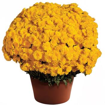 Chrysanthemum x morifolium ''Cheryl™ Sparkling Yellow'' (Garden Mums) - Cheryl™ Sparkling Yellow Garden Mums Chrysanthemum x morifolium ''Cheryl™ Sparkling Yellow'' (Garden Mums) - Cheryl™ Sparkling Yellow Garden Mums