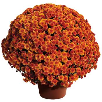 Chrysanthemum x morifolium ''Cheryl™ Spicy Orange'' (Garden Mums) - Cheryl™ Spicy Orange Garden Mums