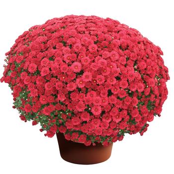 Chrysanthemum x morifolium - Danielle™ Red Garden Mum Chrysanthemum x morifolium - Danielle™ Red Garden Mum