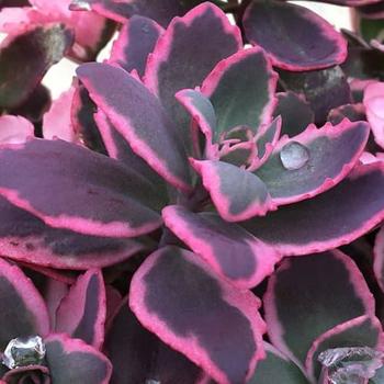 Sedum 'Dream Dazzler' PPAF (Stonecrop) - Sunsparkler® Dream Dazzler