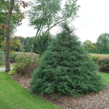 Chamaecyparis lawsoniana - 'Haywire®' False Cypress Chamaecyparis lawsoniana - 'Haywire®' False Cypress