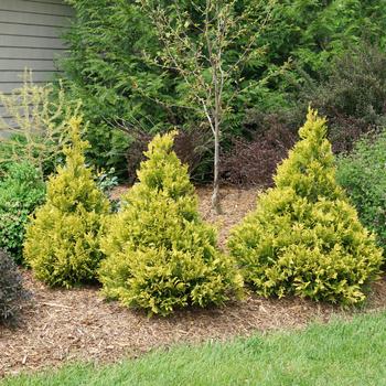 Chamaecyparis pisifera ''Farrowcgms'' PP30665 (False Cypress) - Soft Serve® Gold Chamaecyparis pisifera ''Farrowcgms'' PP30665 (False Cypress) - Soft Serve® Gold