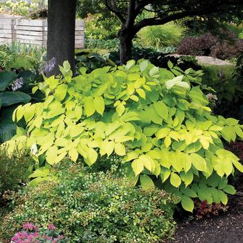 Aralia cordata 'Sun King' (Japanese Spikenard) - Sun King Japanese Spikenard