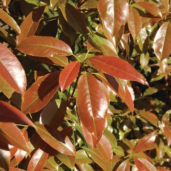 Photinia glabra - Dynamo Red