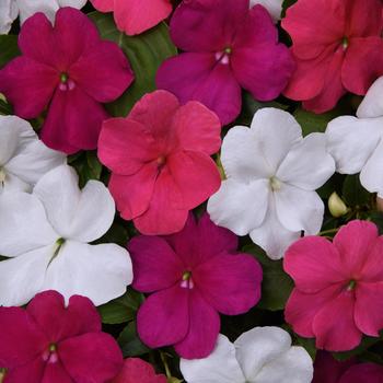 Impatiens walleriana - Beacon® 'Portland Mix'