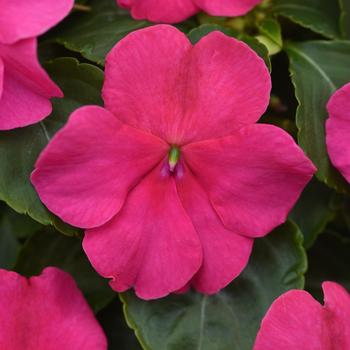 Impatiens walleriana - Beacon™ 'Rose'