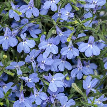 Lobelia erinus - Laguna&reg; ''Sky Blue''