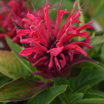 Monarda didyma (Bee Balm) - BeeMine&trade; 'Red'