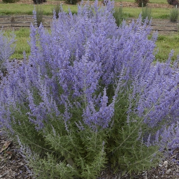 Perovskia atriplicifolia 'Denim 'n Lace' PP28445, Can 5568 (Russian Sage) - Denim 'n Lace Russian Sage