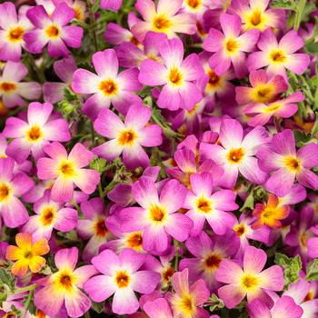 Jamesbrittenia (South African Phlox) - Safari&trade; 'Dawn'