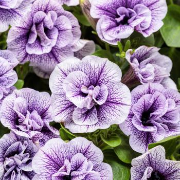 Petunia - Supertunia&reg; ''Priscilla''