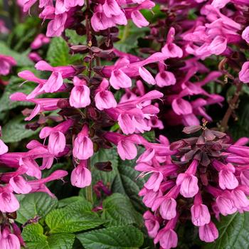 Salvia (Sage) - Unplugged&reg; Pink