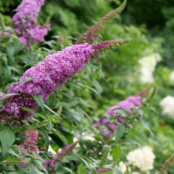 Buddleia - Butterfly Bush