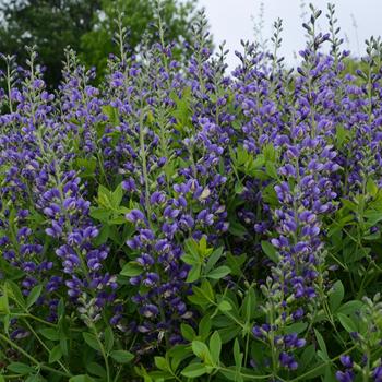 Baptisia (False Indigo) - Decadence&reg; 'Blueberry Sundae'