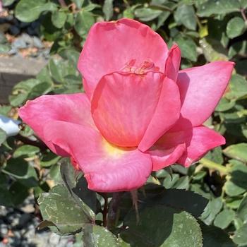 Rosa 'First Prize' (Hybrid Tea Rose) - First Prize Hybrid Tea Rose