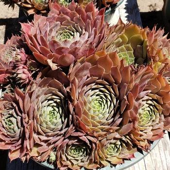 Sempervivum 'Red Heart' (Hen and Chicks) - Red Heart Hen and Chicks