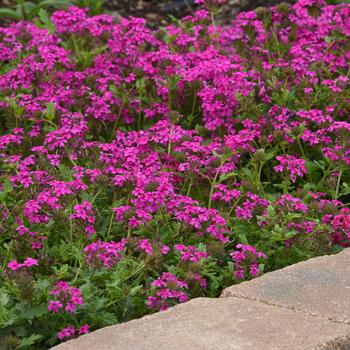 Verbena canadensis - 'Homestead Hot Pink'