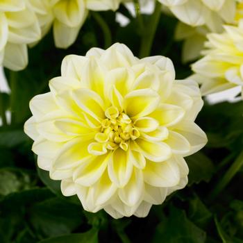 Dahlia - Dahlietta&reg; 'Shirley'