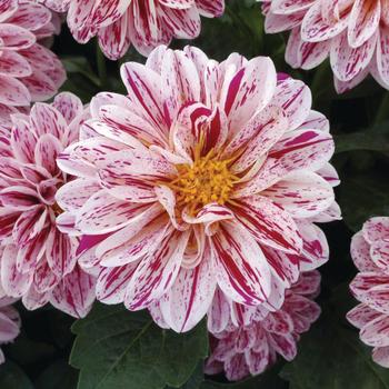 Dahlia - Dahlietta&reg; 'Paula'