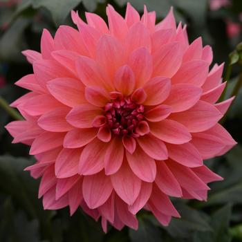 Dahlia - Venti&trade; 'Passion Fruit'