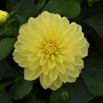 Dahlia - Venti&trade; Lemon