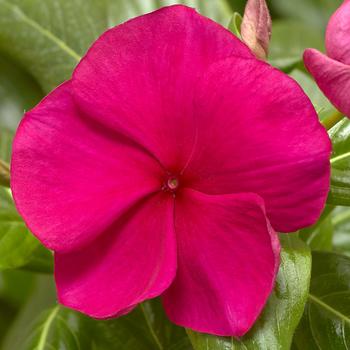 Catharanthus roseus (Annual Vinca; Periwinkle) - Cora&reg; XDR 'Hotgenta'