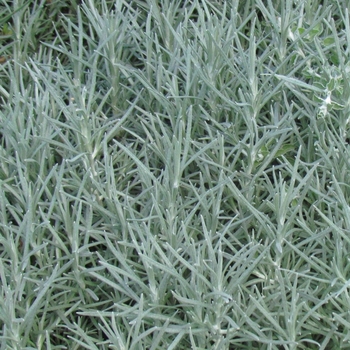 Helichrysum thianschanicum (Licorice Plant) - Proven Accents® 'Icicles'