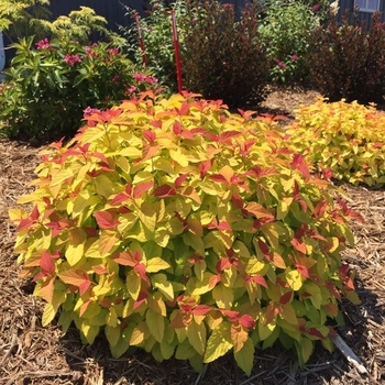 Spiraea japonica (Spirea) - Double Play® 'Candy Corn®'